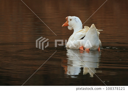goose floating on the water surface 108378121