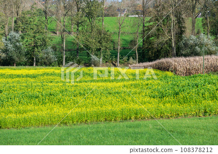 Green and yellow buttercup fields in the woods at the Flemish countrysie around Gooik Green and yellow buttercup fields in the woods at the Flemish countrysie around Gooik 108378212