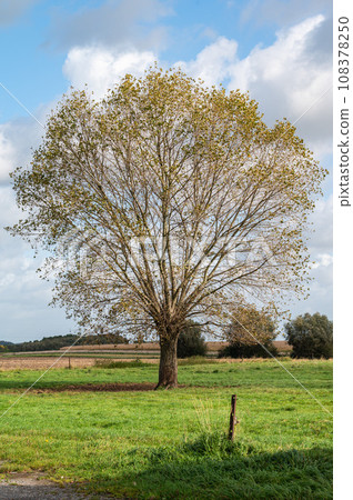 Lonely oak tree in the agriculture fields of Relegem, Belgium Lonely oak tree in the agriculture fields of Relegem, Belgium 108378250