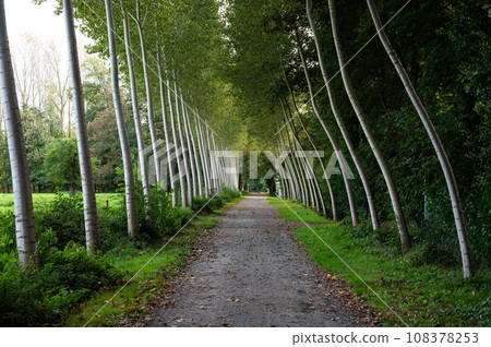 Lane of birch trees in the woods of Imde, Belgium 108378253