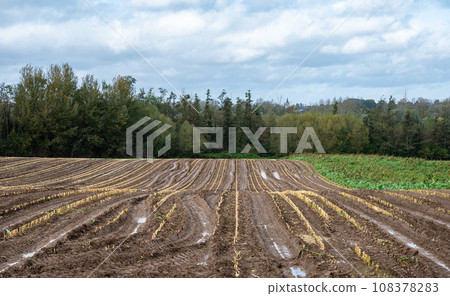 Harvested farmland and soil of cornfields around Lennik, Brabant, Belgium 108378283