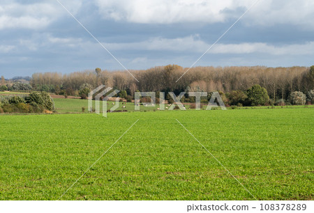 Green grass and autumn trees at the hills of the Pajottenland around Gooik, Belgium Green grass and autumn trees at the hills of the Pajottenland around Gooik, Belgium 108378289