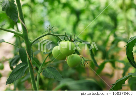 Seedlings of tomatoes growing on a branch in a greenhouse Seedlings of tomatoes growing on a branch in a greenhouse 108378463