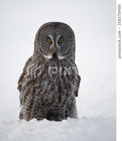 Great Grey Owl in Canada  108378489