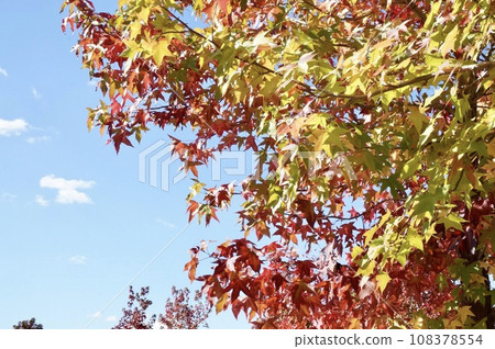 Red-colored Fuunoki and Fuunomi Red-colored Fuunoki and Fuunomi 108378554