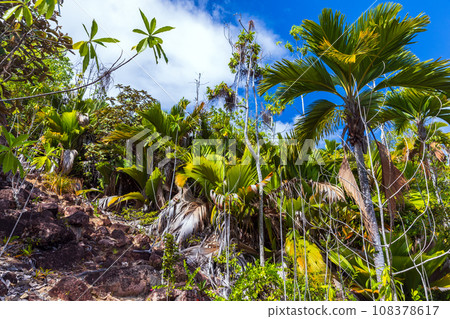 Tropical landscape with palm trees under blue sky, Seychelles 108378617