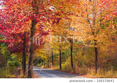Aichi Prefectural Agricultural Experiment Station, Autumn leaves maple syrup (Nagakute City, Aichi Prefecture) 108378641
