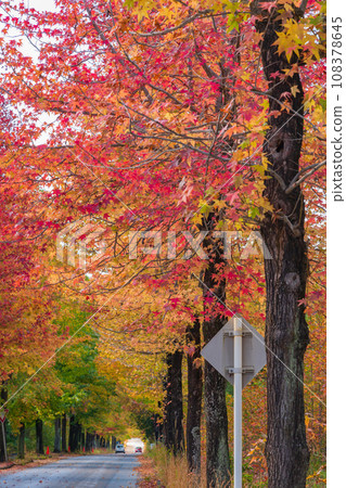 Aichi Prefectural Agricultural Experiment Station, Autumn leaves maple syrup (Nagakute City, Aichi Prefecture) 108378645
