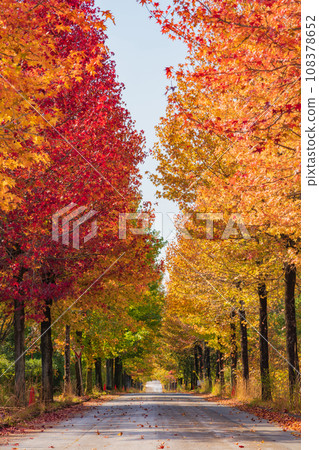 Aichi Prefectural Agricultural Experiment Station, Autumn leaves maple syrup (Nagakute City, Aichi Prefecture) Aichi Prefectural Agricultural Experiment Station, Autumn leaves maple syrup (Nagakute City, Aichi Prefecture) 108378652