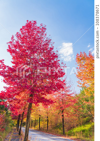 愛知縣農業試驗站 楓葉糖漿(愛知縣長手市) 愛知縣農業試驗站 楓葉糖漿(愛知縣長手市) 108378671