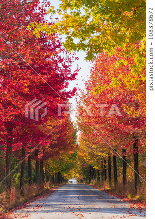 Aichi Prefectural Agricultural Experiment Station, Autumn leaves maple syrup (Nagakute City, Aichi Prefecture) 108378672