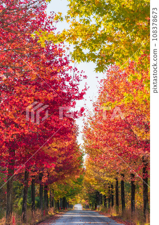 Aichi Prefectural Agricultural Experiment Station, Autumn leaves maple syrup (Nagakute City, Aichi Prefecture) 108378673