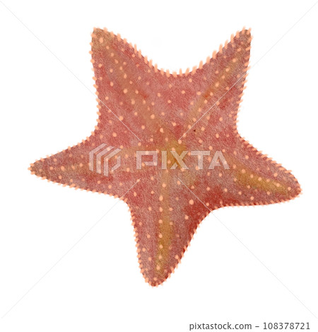 Watercolor hand-drawn starfish on white 108378721