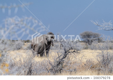 Two african Elephant fighting Two african Elephant fighting 108379278