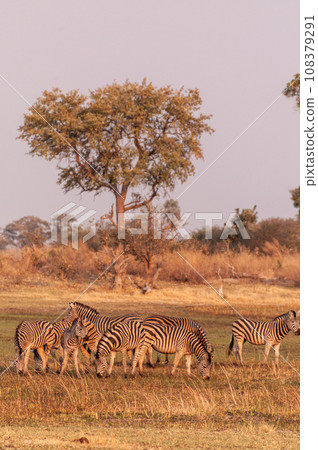 A herd of Zebras roaming the Okavango Delta A herd of Zebras roaming the Okavango Delta 108379291