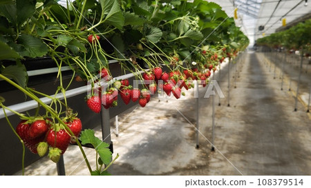 Strawberry picking Vinyl greenhouse Lots of strawberries 108379514