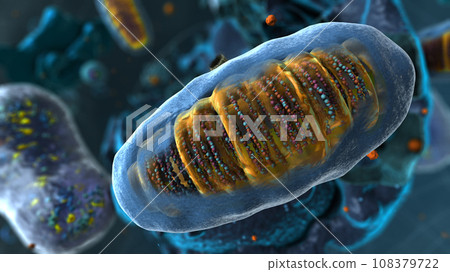 Organelles inside Eukaryote, focus on mitochondria - 3d illustration Organelles inside Eukaryote, focus on mitochondria - 3d illustration 108379722