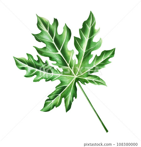 Watercolor papaya leaf. Hand drawn realistic tasty organic illustration of exotic tropical fruit isolated on background. For designers, wedding, decoration, postcards, wrapping paper, scrapbooking, 108380000