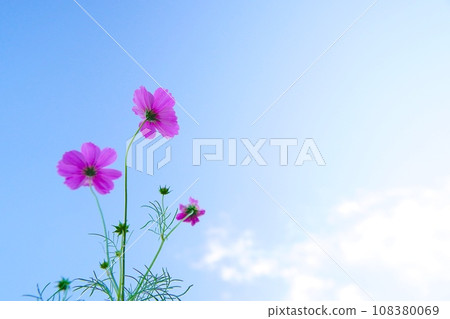 Pink cosmos blooming toward the blue sky Pink cosmos blooming toward the blue sky 108380069