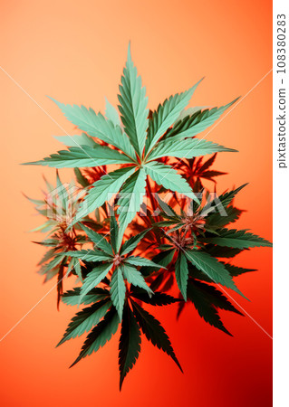 Marijuana leaves on bright orange background, design idea for splash screen or product cover, design concept for decorating products and fabric. Vertical poster for decoration and space design 108380283