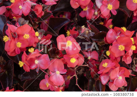 Houseplant begonia blooming with coral flowers, 108380738