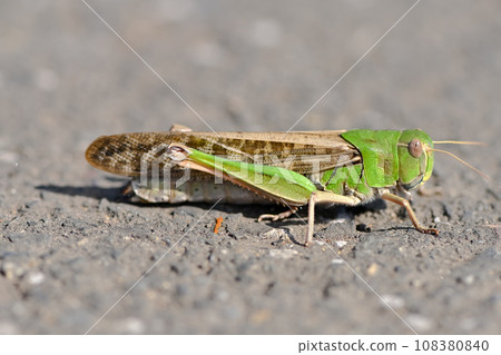 Tonosama beatta Tonosama beatta 108380840