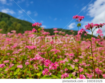 Red buckwheat flower field Red buckwheat flower field 108381026