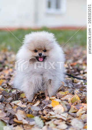 Portrait of a cute and handsome Pomeranian dog walking on a leash in the park. Fluffy dog. Portrait of a cute and handsome Pomeranian dog walking on a leash in the park. Fluffy dog. 108381031