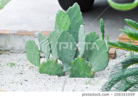 Opuntia tuna, Angiosperms or Opuntia or Cactaceae or Tuna Cactus or Prickly Pears Opuntia tuna, Angiosperms or Opuntia or Cactaceae or Tuna Cactus or Prickly Pears 108381099