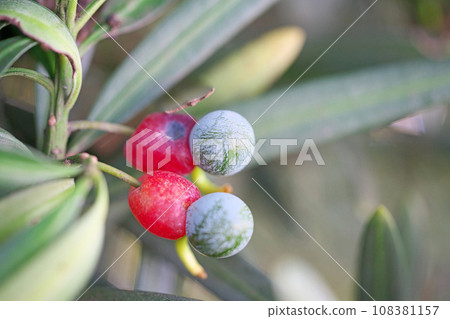 Inumaki fruit (autumn, November) Inumaki fruit (autumn, November) 108381157