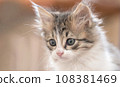kitten close-up portrait sitting and looking at the camera 108381469