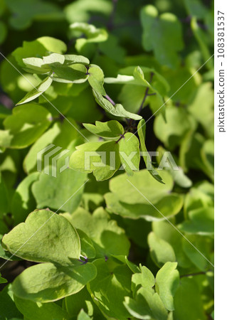 Meadow rue Black Stockings Meadow rue Black Stockings 108381537
