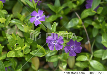 Lesser Periwinkle Atropurpurea 108381546