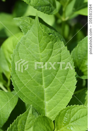 French hydrangea French hydrangea 108381564