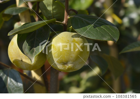 Japanese persimmon Jiro 108381565