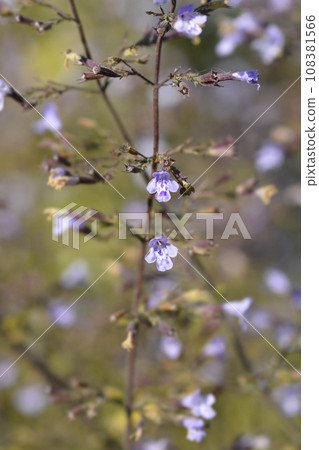 Lesser calamint Blue Cloud Lesser calamint Blue Cloud 108381566