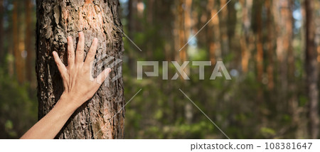 woman's palm on a pine trunk, close-up idea for a banner about restoring health, forest baths woman's palm on a pine trunk, close-up idea for a banner about restoring health, forest baths 108381647