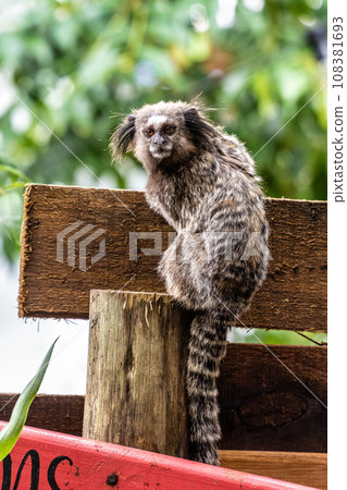 The black-tufted marmoset, Callithrix penicillata is a typical monkey from central Brazil. 108381693