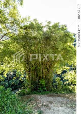 Landscape view of Atalaia Park, Itajai City, Brazil. Parque Nacional da Serra do Itajai 108381702