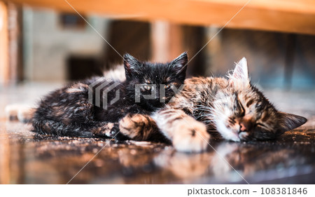 A kitten and a young cat are sleeping on a wooden platform, the kitten is looking at the camera. Pet care idea, greeting card or concept for notebook cover or wallpaper A kitten and a young cat are sleeping on a wooden platform, the kitten is looking at the camera. Pet care idea, greeting card or concept for notebook cover or wallpaper 108381846