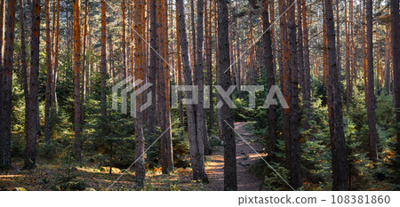 Pine forest in the morning sun, forest baths, health restoration, idea for background. Invitations for relaxation and recuperation and mental health, psychoanalysis and therapy in nature 108381860