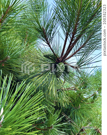 Young pine cones Young pine cones 108382323