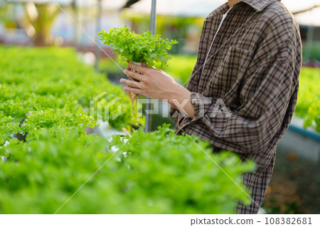 man Farmer harvesting vegetable from hydroponics farm. Organic fresh vegetable, Farmer working with hydroponic vegetables garden 108382681