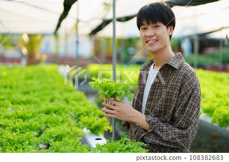 man Farmer harvesting vegetable from hydroponics farm. Organic fresh vegetable, Farmer working with hydroponic vegetables garden man Farmer harvesting vegetable from hydroponics farm. Organic fresh vegetable, Farmer working with hydroponic vegetables garden 108382683