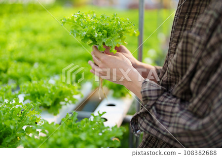 man Farmer harvesting vegetable from hydroponics farm. Organic fresh vegetable, Farmer working with hydroponic vegetables garden 108382688
