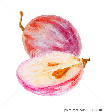Red grape berry, whole, half, seeds. Watercolor hand drawn illustration. Ingredient in wine, vinegar, juice, cosmetics. Clip art for menu of restaurants, cafes, packaging of farm goods, vegan products Red grape berry, whole, half, seeds. Watercolor hand drawn illustration. Ingredient in wine, vinegar, juice, cosmetics. Clip art for menu of restaurants, cafes, packaging of farm goods, vegan products 108383059