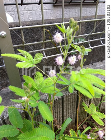 含羞草 含羞草 108383182