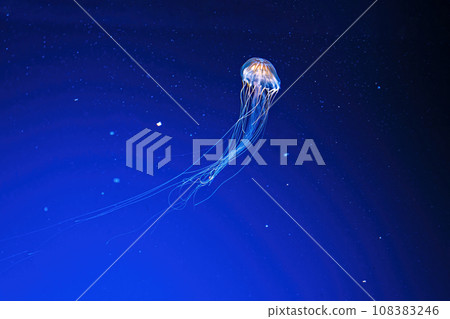 macro photography underwater northern sea nettle or brown jellyfish jellyfish macro photography underwater northern sea nettle or brown jellyfish jellyfish 108383246