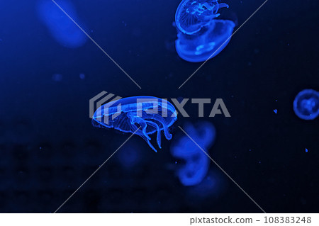 Shooting macro Jellyfish Aurelia Aurita underwater 108383248