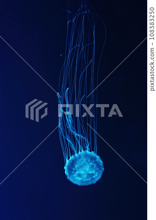 Macro shot of Chrysaora quinquecirrha underwater Macro shot of Chrysaora quinquecirrha underwater 108383250